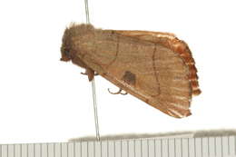 Image of Choephora