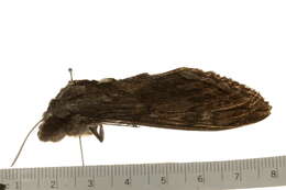 صورة Manduca quinquemaculatus (Haworth 1803)