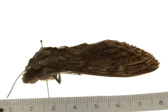 Manduca quinquemaculatus (Haworth 1803)的圖片