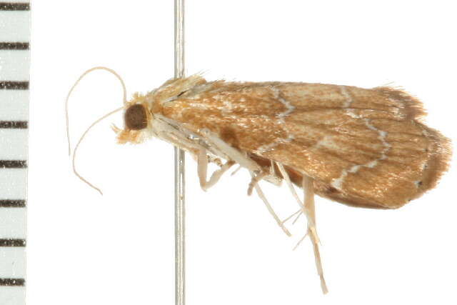 Image of Glaphyria sequistrialis