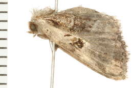 Image of Meropleon ambifusca Newman 1948