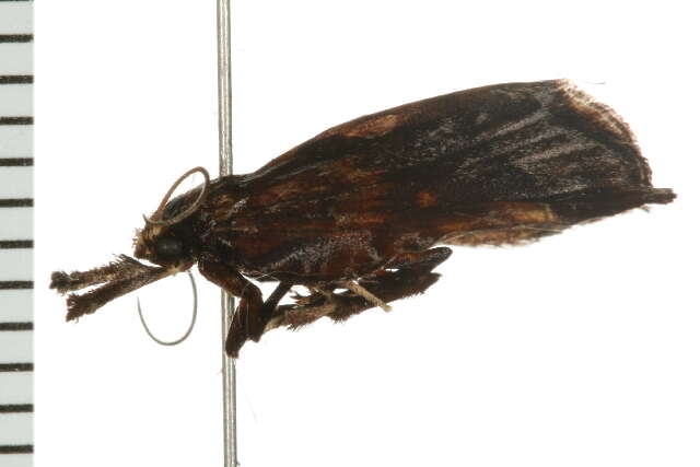 Clydonopteron sacculana Bosc 1800的圖片