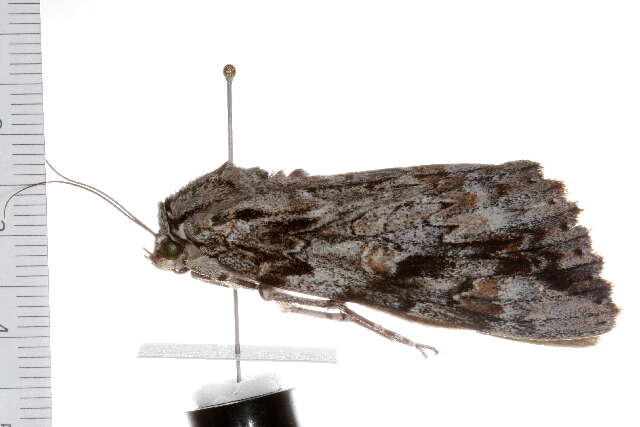 Image of Catocala maestosa