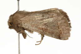 Imagem de Orthosia alurina Smith 1902