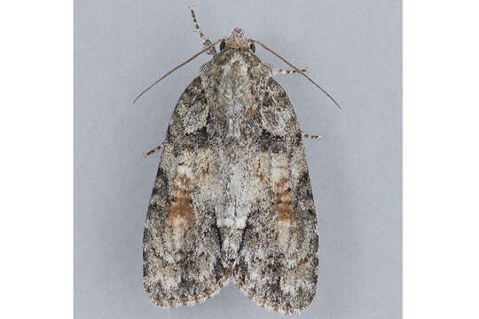 Image of Exiled Dagger Moth