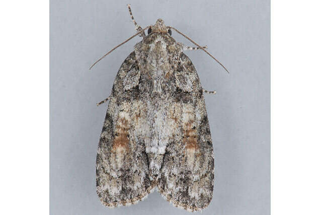 Image of Exiled Dagger Moth