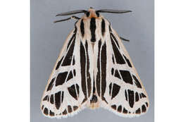 Image of Phyllira Tiger Moth