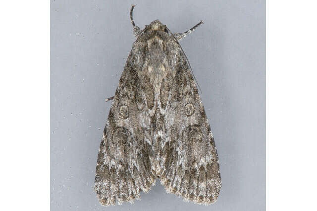 Image of Ruddy Dagger Moth