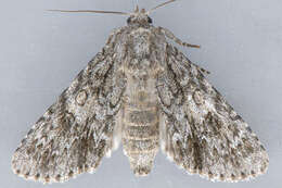 Imagem de Acronicta rubricoma Guenée 1852