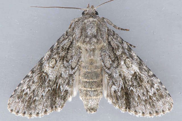 Image of Ruddy Dagger Moth