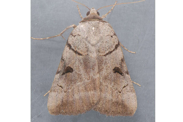 Image of Married Underwing