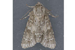 Image of Ruddy Dagger Moth