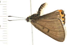 Imagem de <i>Lycaena dione</i>