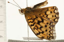 صورة Speyeria edwardsii Reakirt 1866