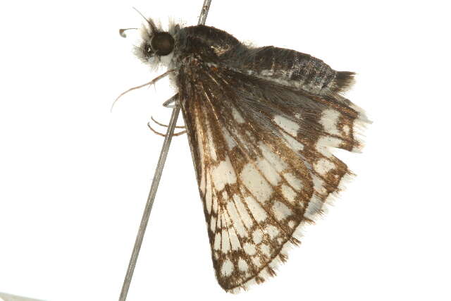 Image of Common Checkered Skipper