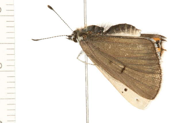 Imagem de <i>Lycaena dione</i>