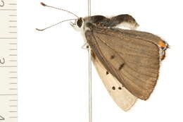 Imagem de <i>Lycaena dione</i>