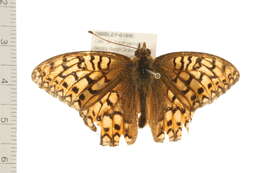 Image of Edwards' Fritillary