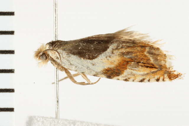 Image of Yellow Birch leaffolder moth