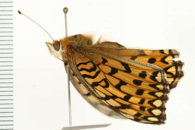 Image of Edwards' Fritillary