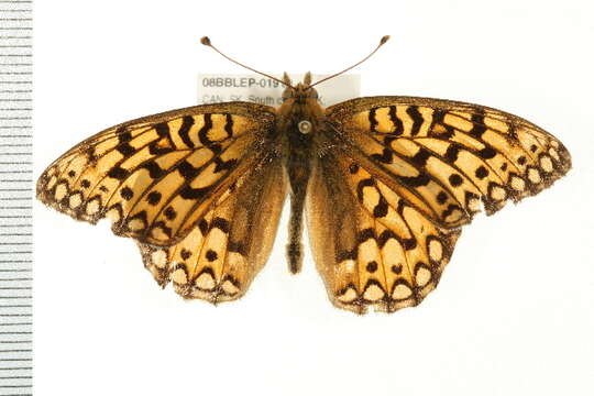 صورة Speyeria edwardsii Reakirt 1866