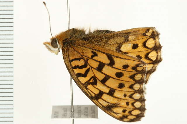 Image of Edwards' Fritillary