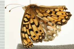 صورة Speyeria edwardsii Reakirt 1866