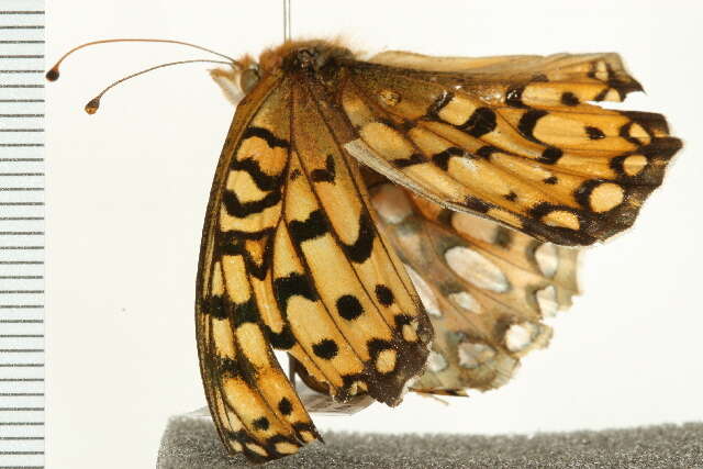 Image of Edwards' Fritillary