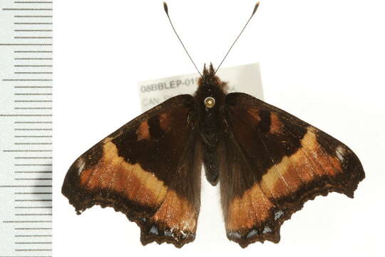 Image of Milbert's Tortoiseshell