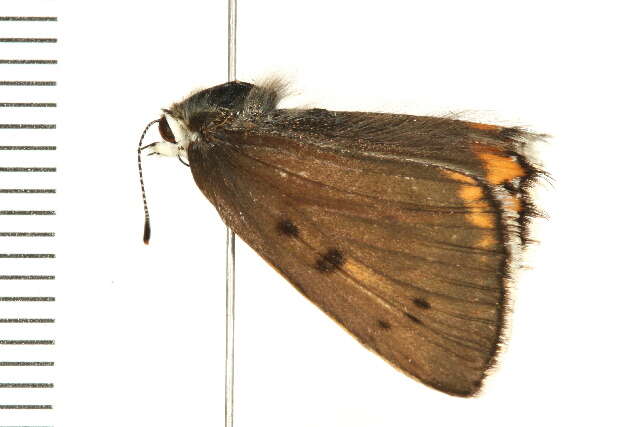 Imagem de <i>Lycaena dione</i>