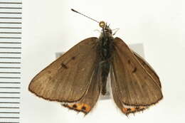 Imagem de <i>Lycaena dione</i>