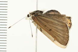 Image of <i>Lycaena dione</i>