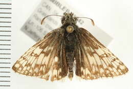 Image of Common Checkered Skipper