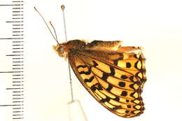 Image of Edwards' Fritillary