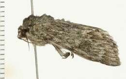 Imagem de Acronicta rubricoma Guenée 1852