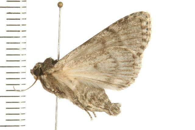 Image of Ruddy Dagger Moth