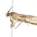 Image of Tlascala reductella PS