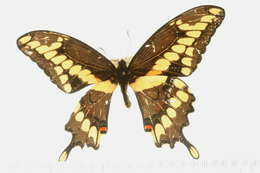 Image of Eastern Giant Swallowtail