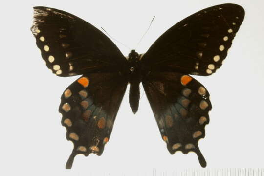 Image of Spicebush swallowtail