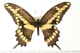 Image of Eastern Giant Swallowtail