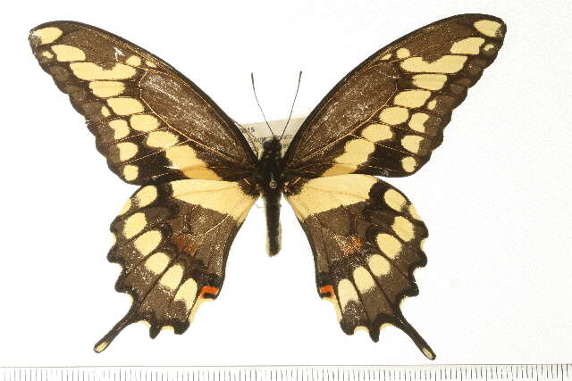 Image of Eastern Giant Swallowtail