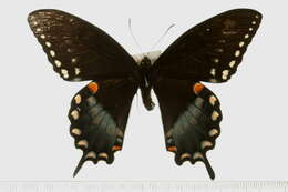 Image of Spicebush swallowtail