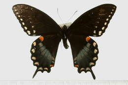 Papilio troilus Linnaeus 1758 resmi