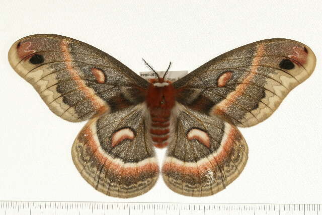 Image of Cecropia Moth