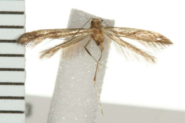 Image of Caloptilia belfragella (Chambers 1875)