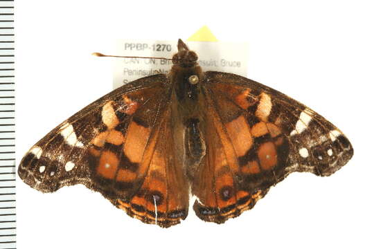 Image of <i>Vanessa virginiensis</i>