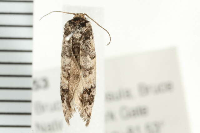 Image of Douglas-fir Cone Moth