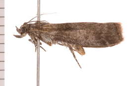 Image of Meroptera abditiva Heinrich 1956
