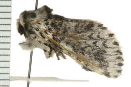 Image of Black-etched Prominent