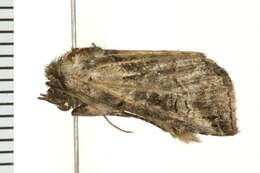 Image of Spectacled Nettle Moth
